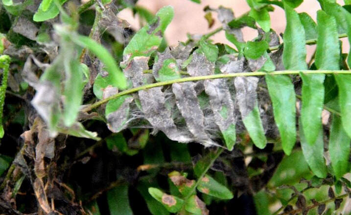 Image Name Aerial rot by rizoctonia