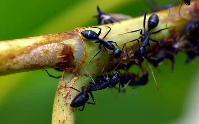Image Name Ants
