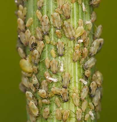 Image Name Aphid