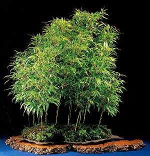 Image Name Bamboo Bonsai