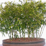 Bamboo Bonsai - How to Care, Curiosities and Species