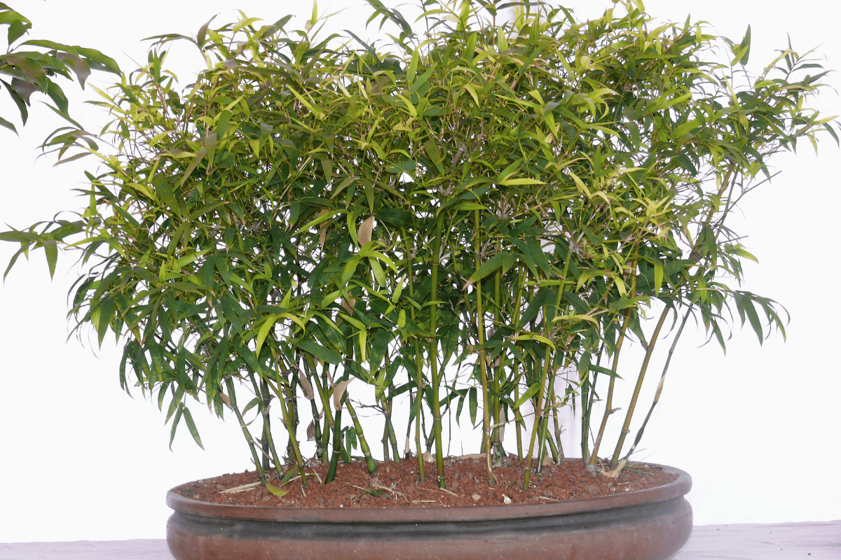 Bamboo bonsai – featured image