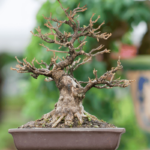 Bonsai Problems – Yellowing, Drying or Falling Leaves