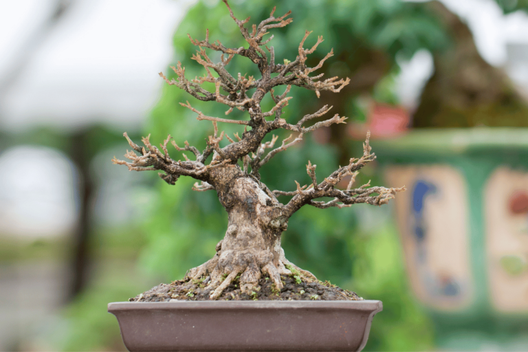 Bonsai Problems – Yellowing, Drying or Falling Leaves