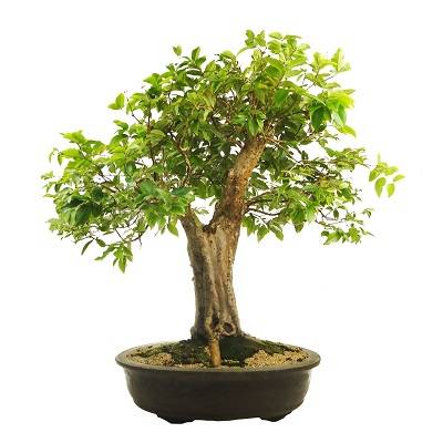 Image Name Bonsai de jabuticabeira