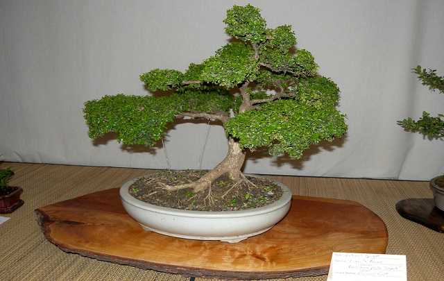 Image Name Bonsai mini