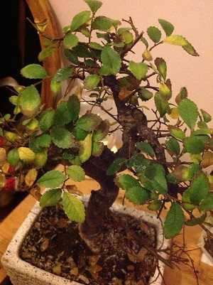 Image Name Bonsai with Burnt Leaves