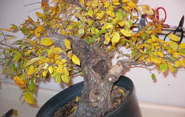 Image Name Bonsai with Yellowing Leaves