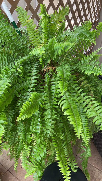 Image Name Boston Fern