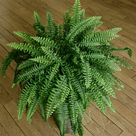Image Name Boston fern 02
