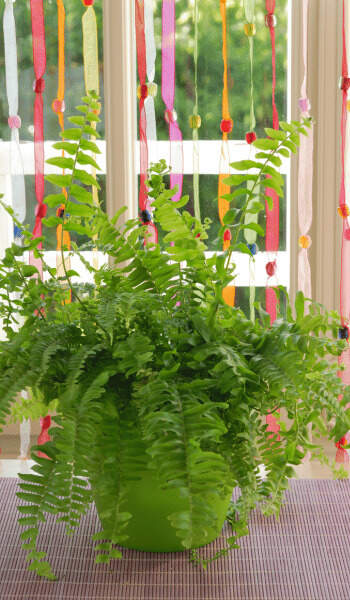 Image Name Boston fern 03