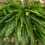 Nephrolepis exaltata (Boston Fern): How to Grow and Care