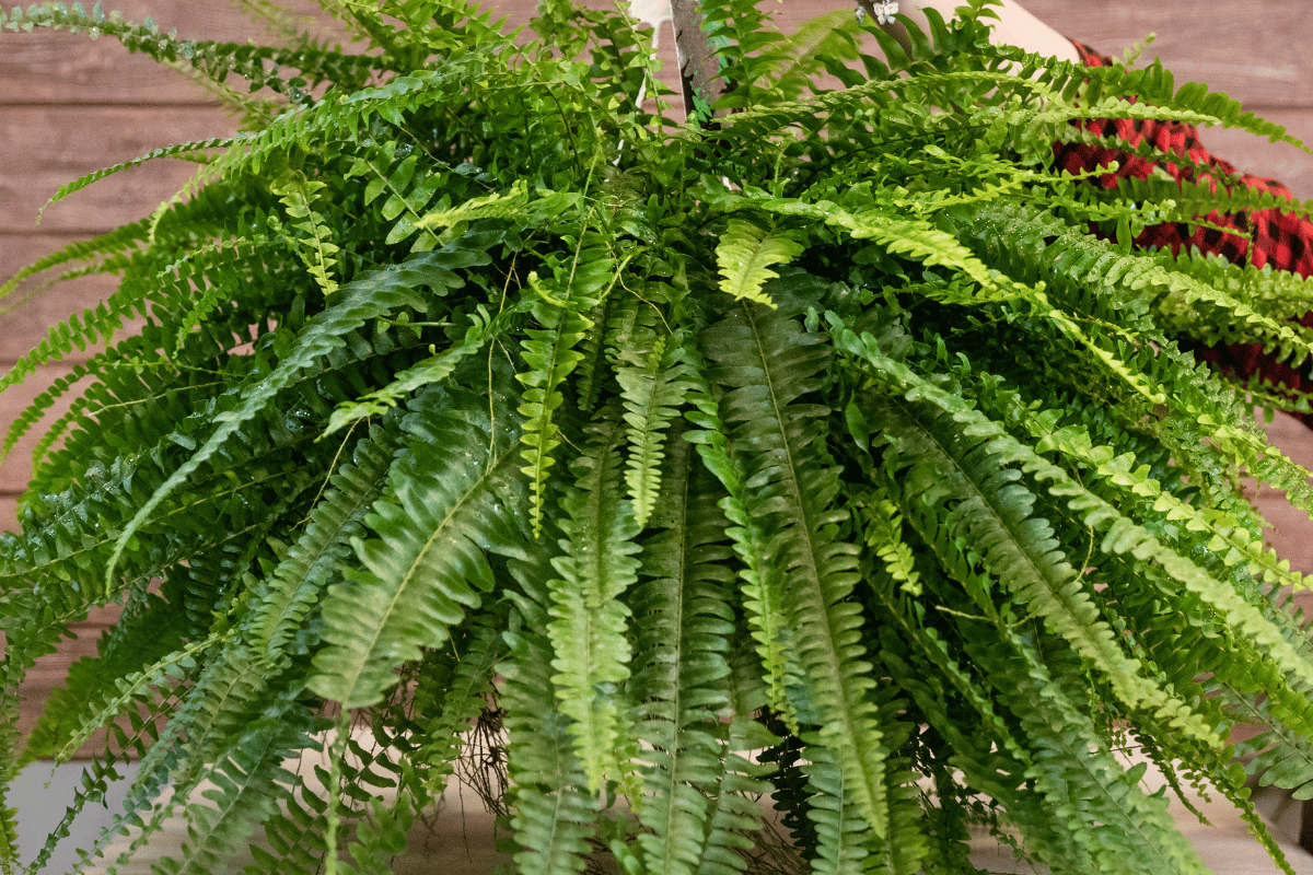 Boston fern – featured image