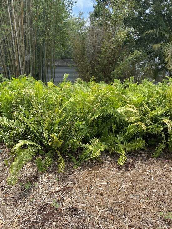 Image Name Boston fern in nature