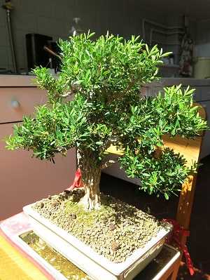 Image Name Boxwood bonsai 1
