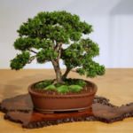Boxwood Bonsai (Buxus) - Step-by-Step Care Guide