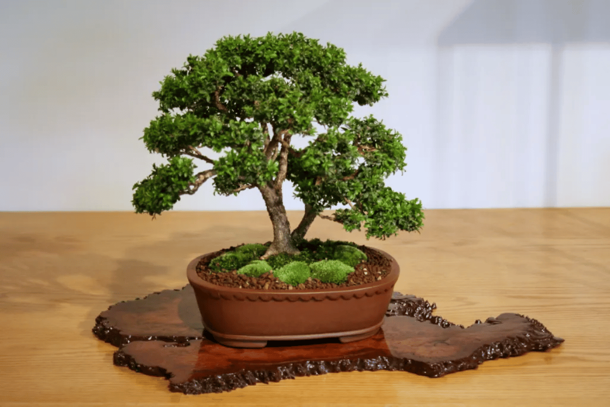 Buxus bonsai – featured image