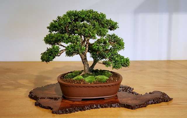 Image Name Buxus bonsai tree