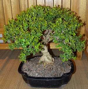 Image Name Buxus bonsai