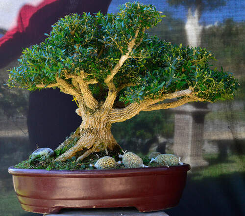 Image Name Buxus harlandii – This species displays compact growth and glossy leaves. Buxus harlandii is an ideal choice for creating smaller-sized bonsais.