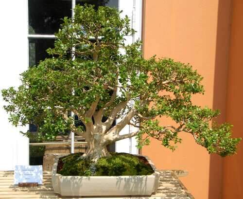 Image Name Buxus microphylla bonsai