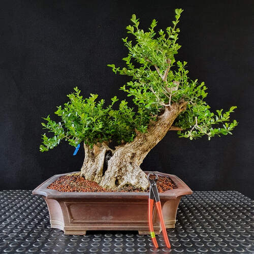 Image Name Buxus sempervirens bonsai 1