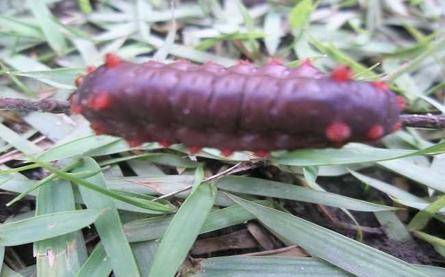 Image Name Caterpillars