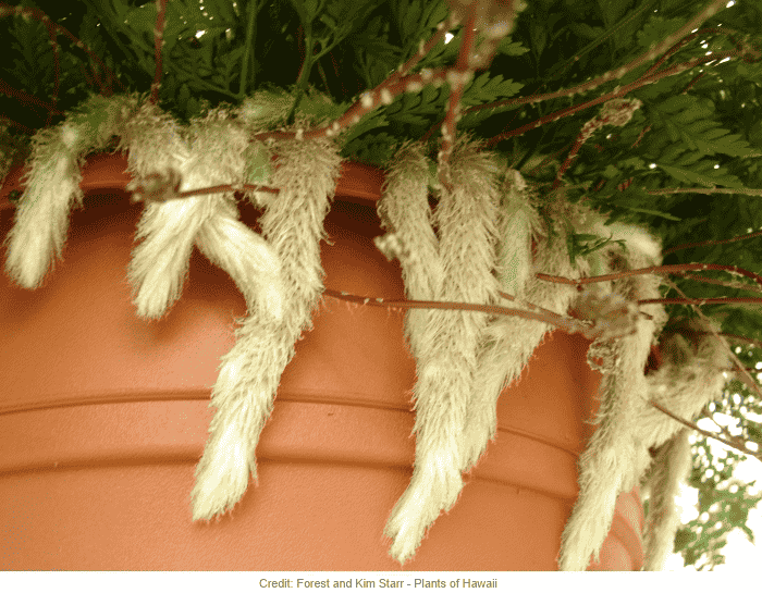 Image Name Davallia solida var rhizomes. Fejeensis rabbits foot fern