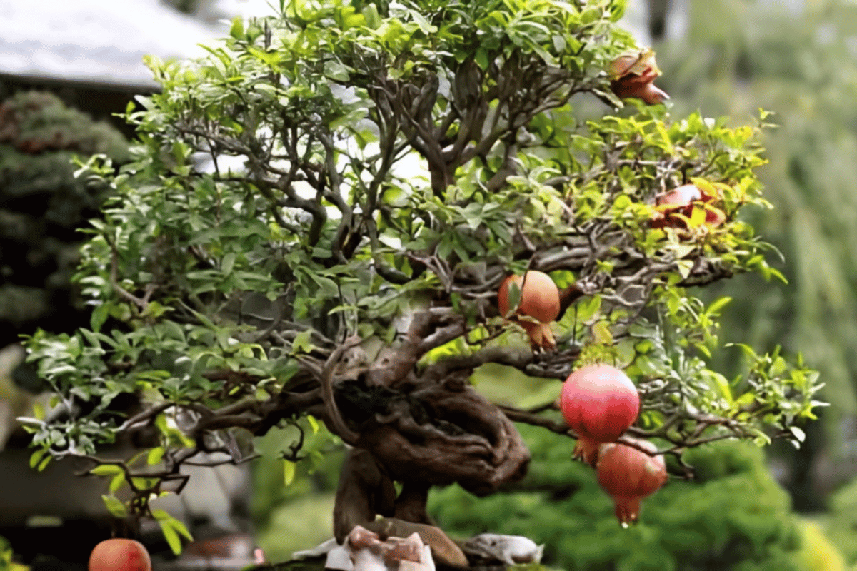Image Name Featured image Pomegranate Bonsai