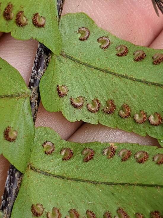 Image Name Fern spores