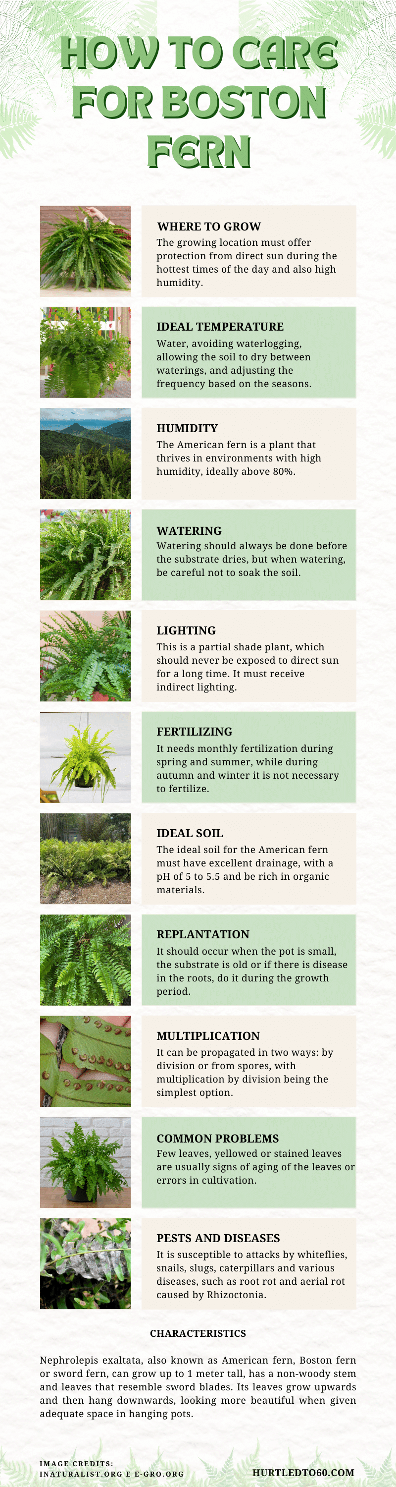 Image Name INFOGRAPHIC HOW TO CARE FOR BOSTON FERN