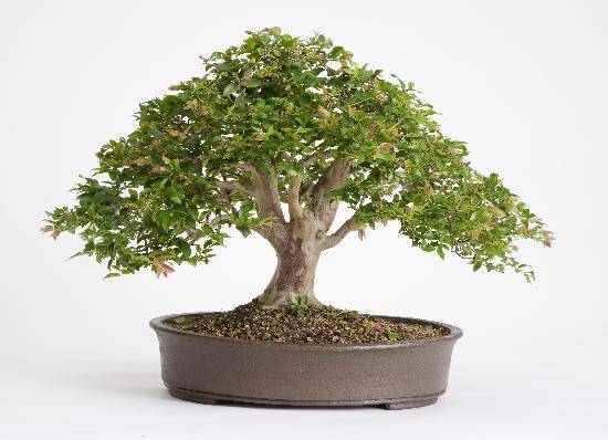 Image Name Jabuticaba Bonsai