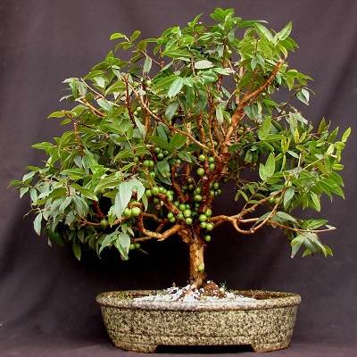 Image Name Jabuticaba bonsai 1