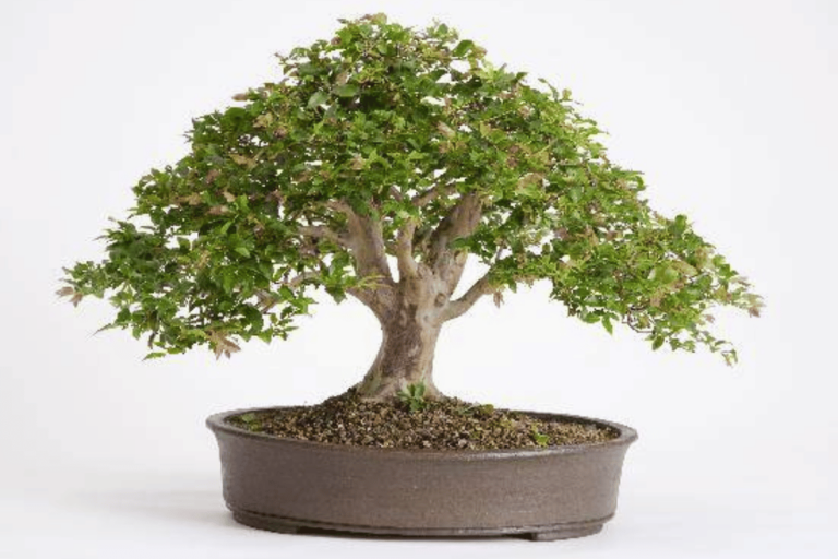 Jabuticaba Bonsai – Care to Have Fruits