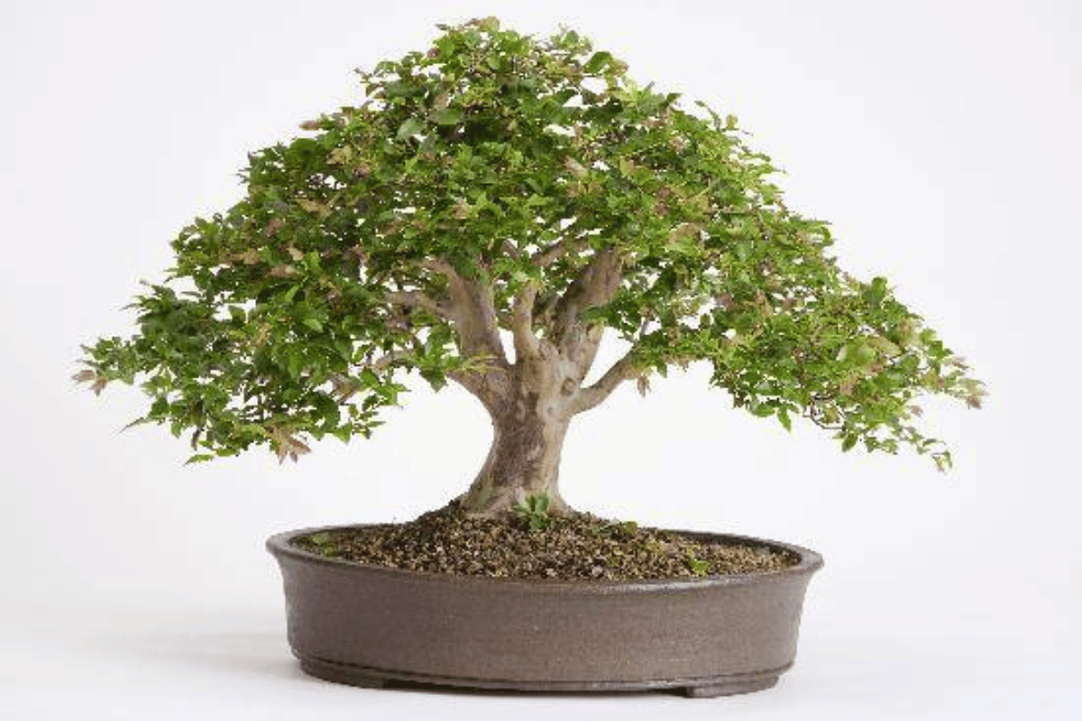 Jabuticaba bonsai – featured image