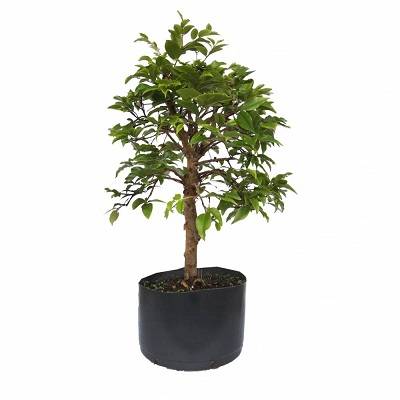 Image Name Jabuticabeira bonsai