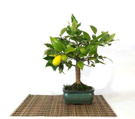 Image Name Lemon Bonsai