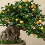 Lemon Bonsai - Discover How to Easily Cultivate Them