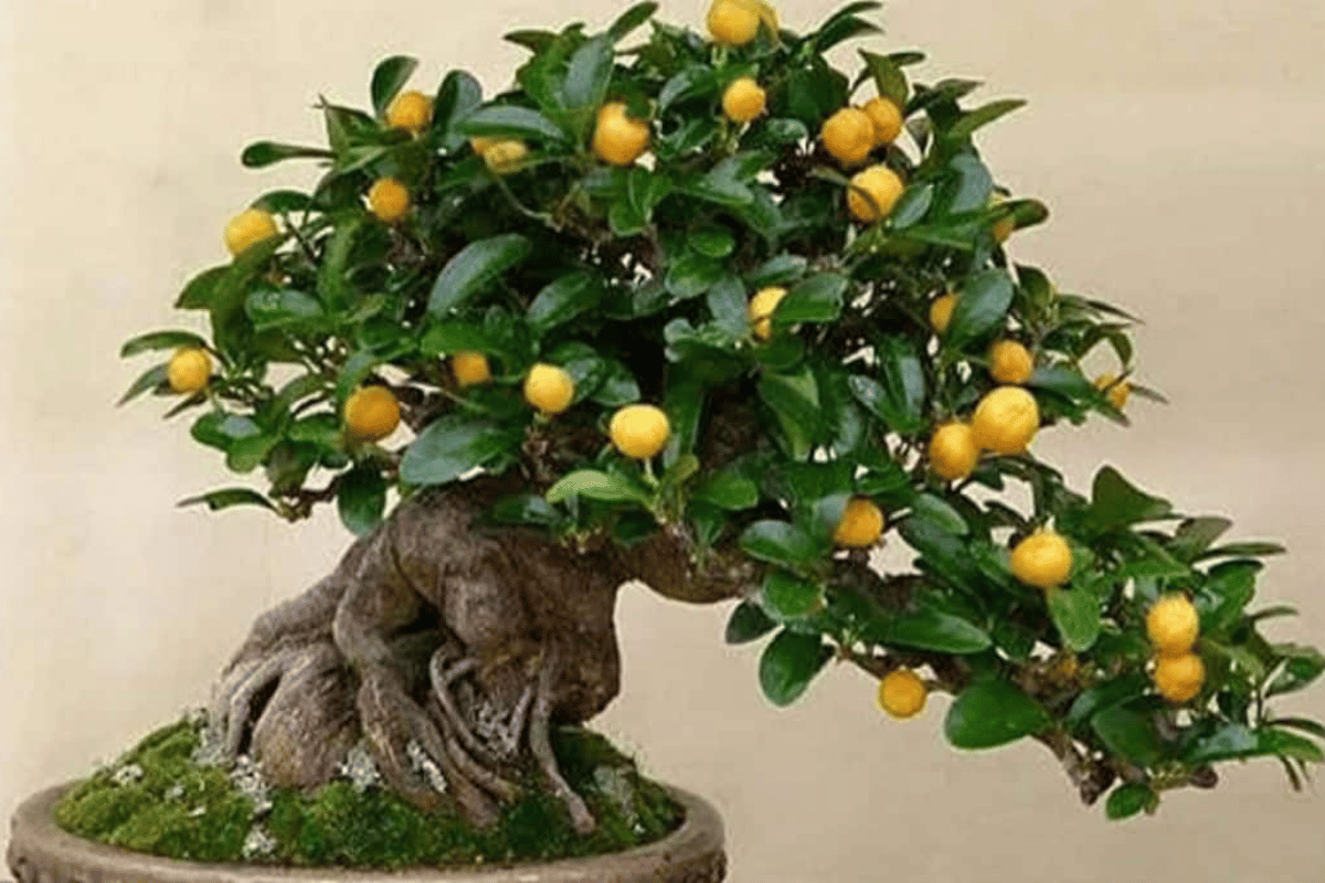 Lemon bonsai – featured image