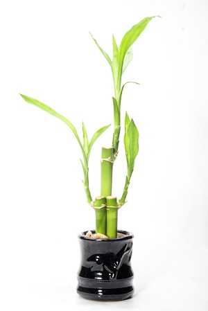 Image Name Lucky Bamboo