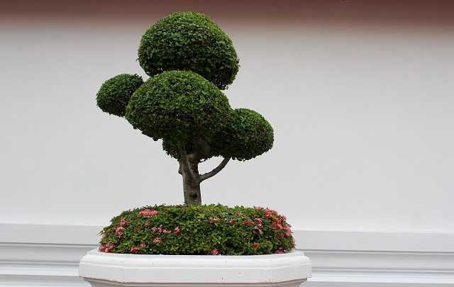 Image Name Main Problems in Bonsai Trees