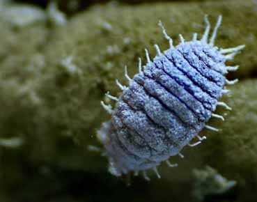 Image Name Mealybugs