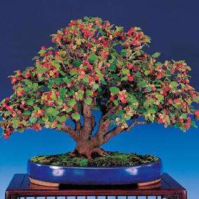 Image Name Morus Nigra