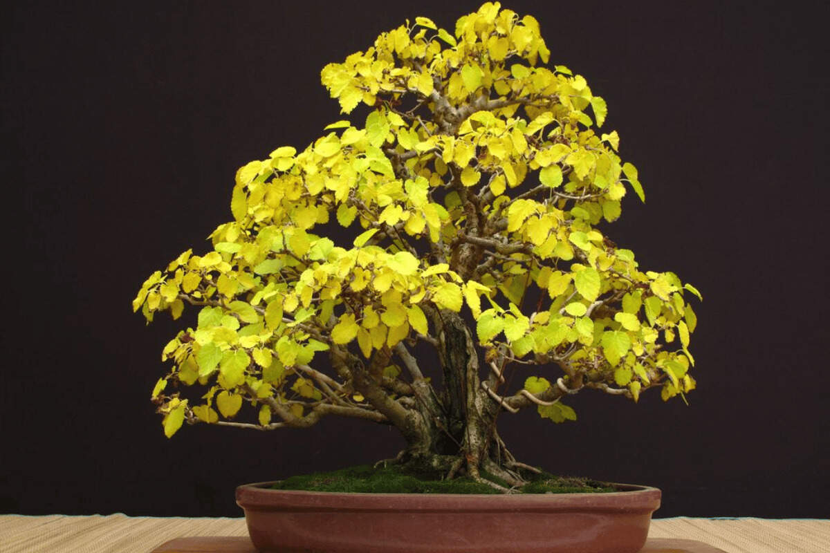 Mulberry Bonsai – featured image