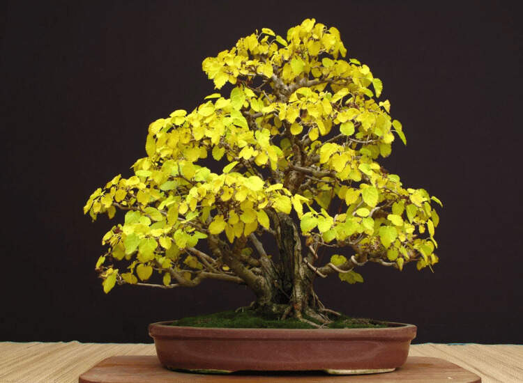 Image Name Mulberry bonsai 01