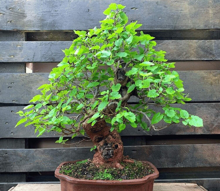 Image Name Mulberry bonsai 02