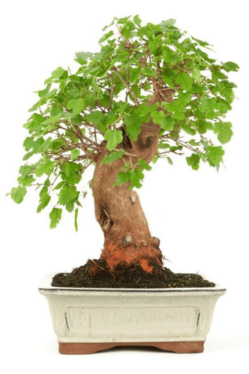 Image Name Mulberry bonsai 03