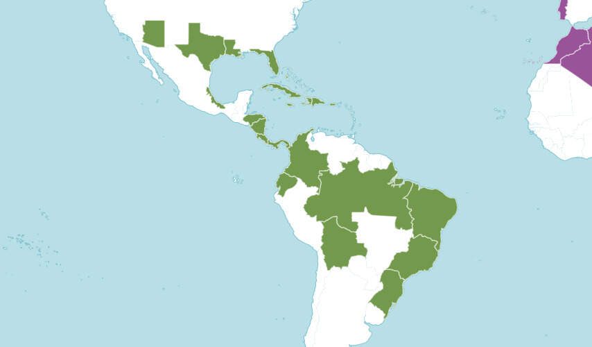 Image Name Nephrolepis exaltata distribution in america