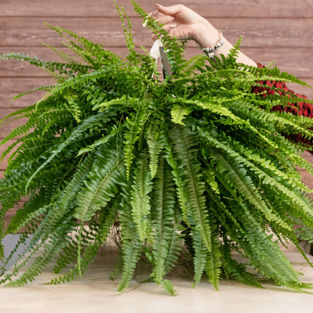 Image Name Nephrolepis exaltata fern