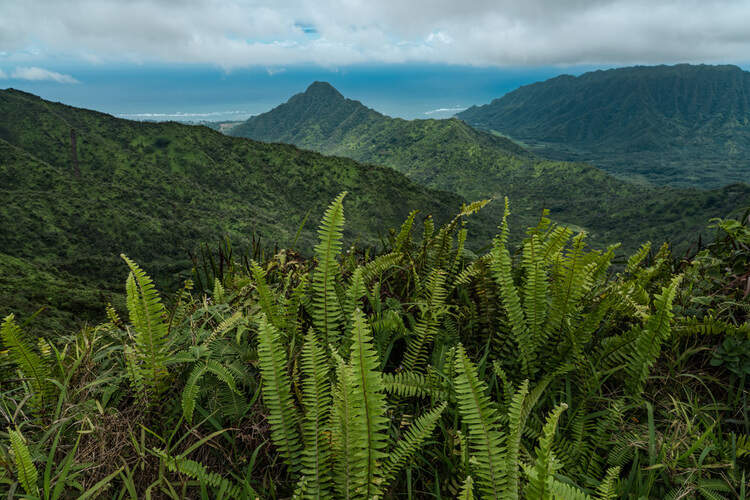 Image Name Nephrolepis exaltata sword fern in the wild